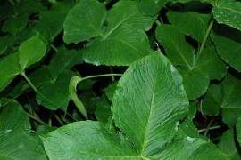 Pinellia tripartita, dreiz�hlige Pinellie - Bild vergr�?ern 