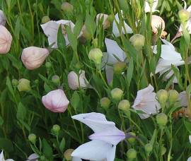Ballonblume, Platycodon grandiflorus 'Fuji Pink', Ballonblume - Bild vergr�?ern 
