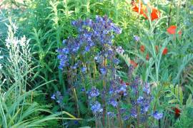 Polemonium yezoense 'Purple Rain' Jakobsleiter - Bild vergr�?ern 