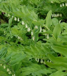 Salomonsiegel, Polygonatum (biflorum) commutatum - Bild vergr�?ern 