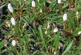 Polygonum viviparum (Bistorta vivipara), Kn�llchen - Kn�terich - Bild vergr�?ern 