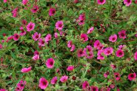 Potentilla nepalensis 'Ron McBeath' Fingerkraut - Bild vergr�?ern 