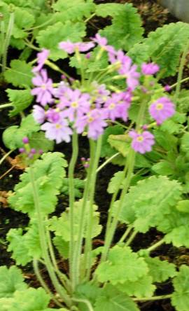 Primula cortusoides, Primel - Bild vergr�?ern 