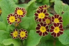Primula elatior 'Gold Lace', Schl�sselblume - Bild vergr�?ern 
