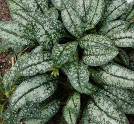 Pulmonaria saccharata 'Opal', Lungenkraut - Bild vergr�?ern 