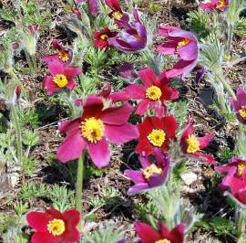 K�chenschelle, Kuhschelle, Pulsatilla vulgaris 'Rote Glocke' - Bild vergr�?ern 