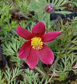 Pulsatilla vulgaris 'Rote Glocke' K�chenschelle - Bild vergr�?ern 