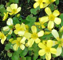Ranunculus cortusifolius, Kanaren-Hahnenfu? - Bild vergr�?ern 