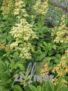 Rodgersia henrici 'Spitzent�nzerin', Schaublatt - Bild vergr�?ern 