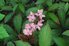 Rodgersia henrici 'Superba', Schaublatt - Bild vergr�?ern 