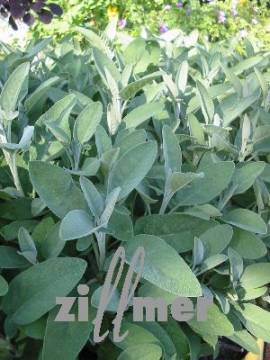 Salvia officinalis 'W�rzburg', Salbei - Bild vergr�?ern 