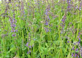 Salvia pratensis, Wiesensalbei - Bild vergr�?ern 