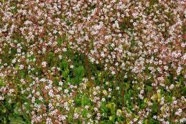 Saxifraga urbium 'Aureopunctata', Schattensteinbrech - Bild vergr�?ern 