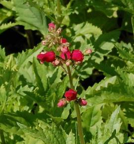Scrophularia macrantha, Braunwurz - Bild vergr�?ern 