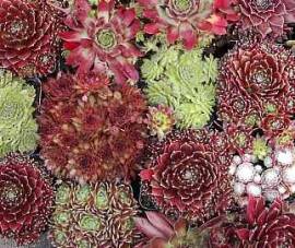 Sempervivum Mischung 10 Pflanzen, 100 Rosetten, Hauswurz, Steinwurz, Dachwurz - Bild vergr�?ern 