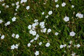 Silene alpestris 'Starry Dreams', Leimkraut - Bild vergr�?ern 