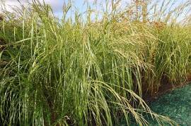Spartina pectinata, 'Aureomarginata' Goldleistengras - Bild vergr�?ern 