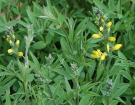 Thermopsis rhombifolia var.montana, Fuchsbohne - Bild vergr�?ern 