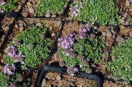 Thymus Hybride 'Rasta', Teppichthymian - Bild vergr�?ern 