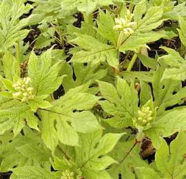 Fieberwurz, Triosteum rosthornii (pinnatifidum) - Bild vergr�?ern 