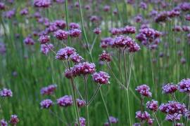 Eisenkraut, Verbena bonariensis - Bild vergr�?ern 