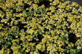 Akelei, Aquilegia vulgaris 'Leprechaun Gold' blauviolett - Bild vergrö?ern