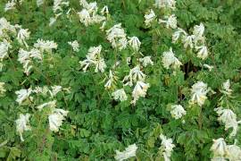 Corydalis ochroleuca, Lerchensporn, Pseudofumaria alba - Bild vergrö?ern