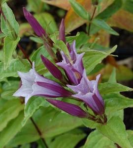 Gentiana asclepiadea 'Pink Swallow' Schwalbenwurzenzian - Bild vergrö?ern