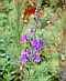Leinkraut, Linaria purpurea