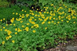 Meconopsis cambrica, Scheinmohn - Bild vergrö?ern