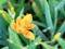 Leopardenblume, Belamcanda chinensis