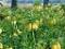 Fritillaria imperialis 'Lutea Maxima', Kaiserkrone