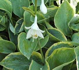 Hosta Hybride 'Frances Williams', Funkie