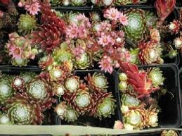 Sempervivum Mischung 10 Pflanzen, 100 Rosetten, Hauswurz, Steinwurz, Dachwurz