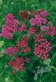 Achillea millefolium 'Cassis', Schafgarbe