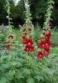 Alcea rosea 'Mars Magic', Stockrosen