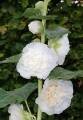 10 Stockrosen bunt gemischt