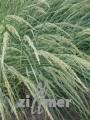 Ammophila breviligulata, blauer Strandhafer