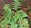 Athyrium otophorum var. okanum, ?hriger Frauenfarn
