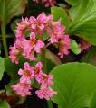 Bergenia Hybride 'David' Bergenie