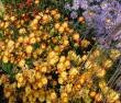 Chrysanthemum Indicum-Hybriden 'Dernier Soleil', Winteraster
