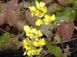 Epimedium x perralchicum 'Frohnleiten' Elfenblume