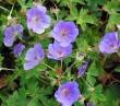 Geranium Hybride 'Rozanne' -R- Storchschnabel