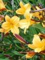 Hemerocallis-Hybriden 'Jo Jo', Taglilie
