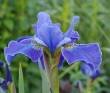 Iris sibirica 'Silver Edge', Sibirische Schwertlilie, Wiesenschwertlilie