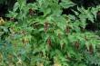 Leycesteria formosana, Karamellbeere, 11 cm Topf