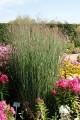 Panicum virgatum 'Heavy Metal' Rutenhirse