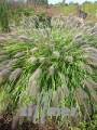 Pennisetum alopecuroides 'Red Head' Lampenputzergras