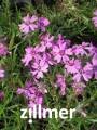 Phlox subulata 'Samson' Polsterphlox