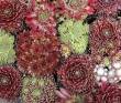 Sempervivum Mischung 10 Pflanzen, 100 Rosetten, Hauswurz, Steinwurz, Dachwurz
